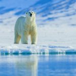 Where Have All the Polar Bears Gone?