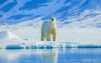 Where Have All the Polar Bears Gone?