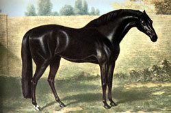 Godolphin Arabian