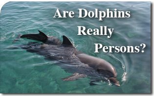 I delfini sono davvero persone?