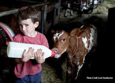 Reed Kehler, five year old son of Mateo, is shown here bottle feeding one of Jasper Hill Farms Ayrshire calves, a breed of dairy cow that originated in Ayrshire, Scotland