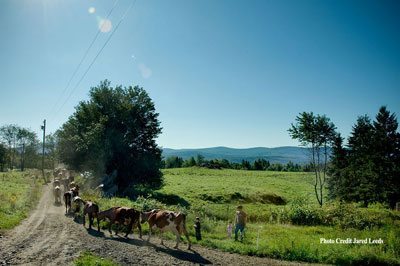 Herd of Ayrshires being led to a fresh patch of grass by Mateo Kehler after an afternoon milking, a daily routine at Jasper Hill