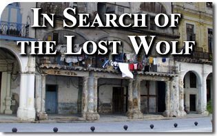 In Search of the Lost Wolf