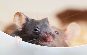 Why Did China Produce a ‘Transgendered’ Male Rat to Give Birth?