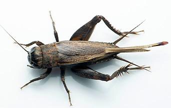 Four Pro-Life Reasons Why I Became Interested in Crickets